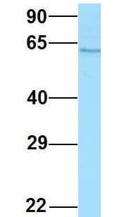 SPAM1 / PH20 Antibody (aa437-486, Biotin)