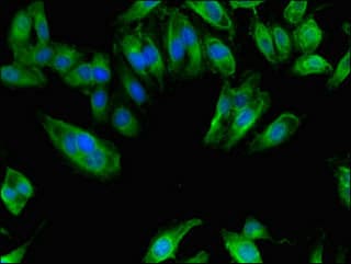 Polyclonal Rabbit anti-Human NAALADL2 Antibody (WB)