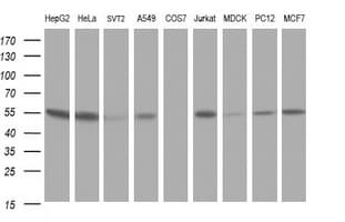 CUEDC2 Antibody (clone OTI2H6, Carrier-free)