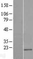 CD300E Protein (Over-Expression Lysate Myc-DDK (Flag))