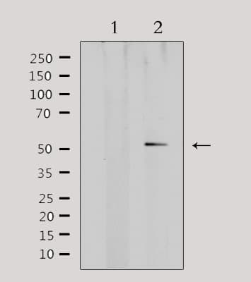 ADRA1A Antibody