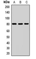 KCNV2 / Kv11.1 Antibody