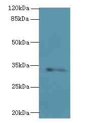 STX19 / Syntaxin 19 Antibody