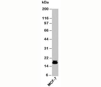 Polyclonal Rabbit anti-Human BIRC5 / Survivin Antibody (WB)