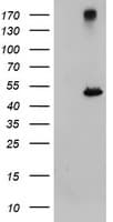 Monoclonal Mouse anti-Human CPA1 / Carboxypeptidase A Antibody (clone OTI4E12, Carrier-free, WB)