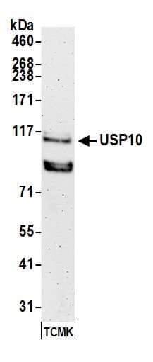 IHC-plus™ USP10 Antibody (aa50-100)