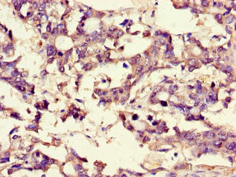 Polyclonal Rabbit anti-Human Brain Protein 44 / BRP44 Antibody (IHC, WB)