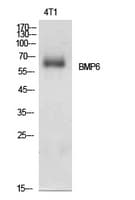 BMP6 Antibody