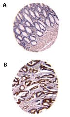 CARD8 / Cardinal / TUCAN Antibody (aa125-146)
