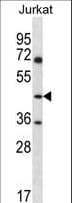 ASS1 / ASS Antibody (aa281-310)