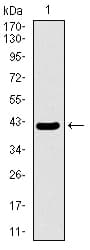 MRPL42 / MRPS32 Antibody (aa10-142, clone 3H6H2)