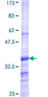 Human SCN2A / Nav1.2 Protein (Recombinant GST, N-terminus)