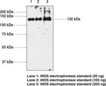 NOS2 / iNOS Antibody