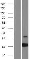 PTRHD1 / C2orf79 Protein (Over-Expression Lysate Myc-DDK (Flag))