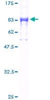 Human DDX19B Protein (Recombinant GST)