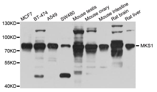 MKS1 Antibody