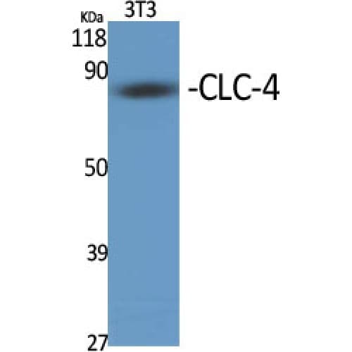 CLCN4 / CLC-4 Antibody (190-270 aa, Internal)