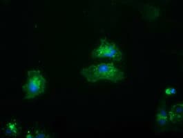 FRK Antibody (clone OTI3E2)