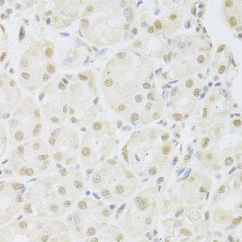 POU2F1 / OCT1 Antibody