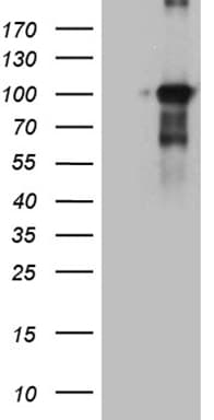Monoclonal Mouse anti-Human BEGAIN Antibody (clone OTI2B2, Carrier-free, aa374-517, WB)