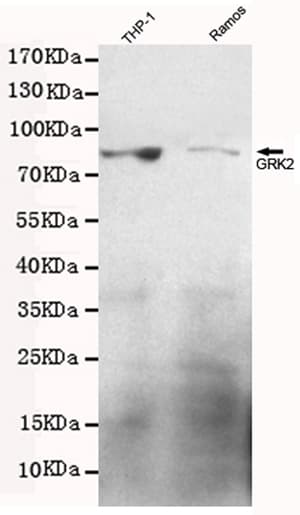 Monoclonal Mouse anti-Human ADRBK1 / GRK2 Antibody (WB)