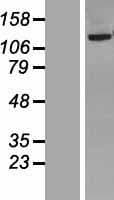 NNT Protein (Over-Expression Lysate Myc-DDK (Flag))
