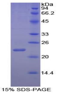 Goat IL1A / IL-1 Alpha Protein (Recombinant His)