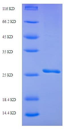 Saccharomyces cerevisiae SMT3 Protein (Recombinant His-SUMO)