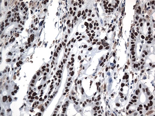 GTF3C4 Antibody (aa583-822, clone OTI4A1)