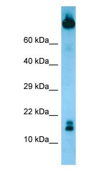 TCL1B Antibody (aa40-89)
