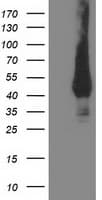 MVK Antibody (clone OTI 1D7, Carrier-free)