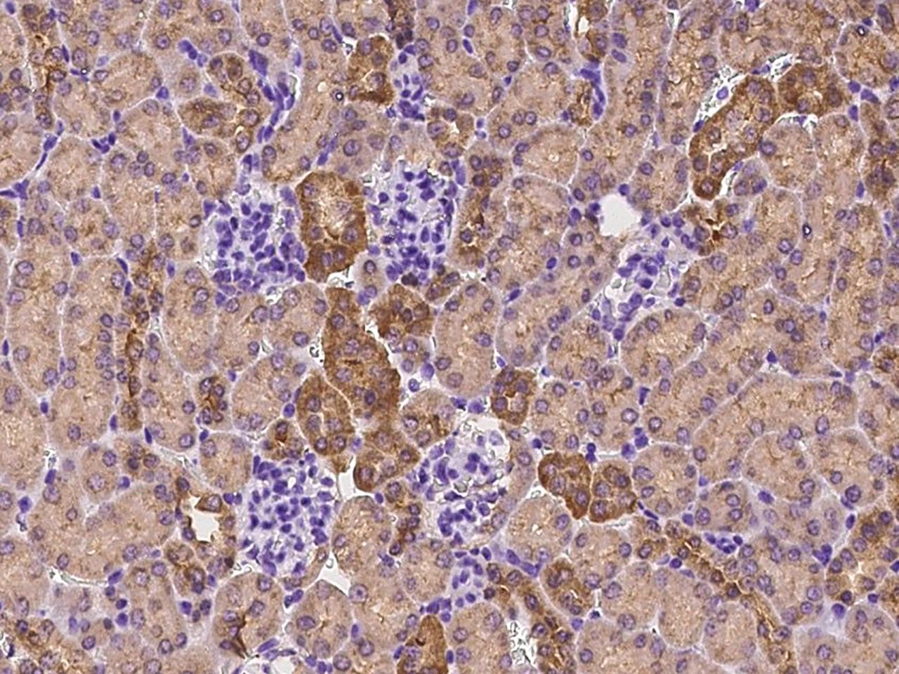 IGSF5 / JAM4 Antibody