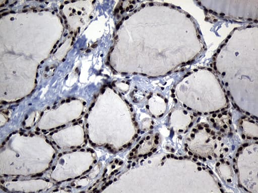 ELF4 / MEF Antibody (aa83-345, clone OTI4A3)