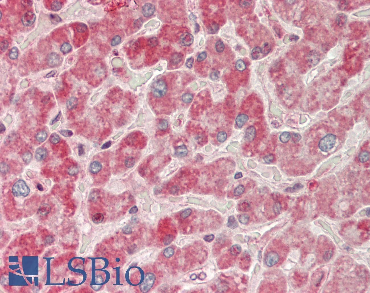 IHC-plus™ c-CBL Antibody (clone 3B12)