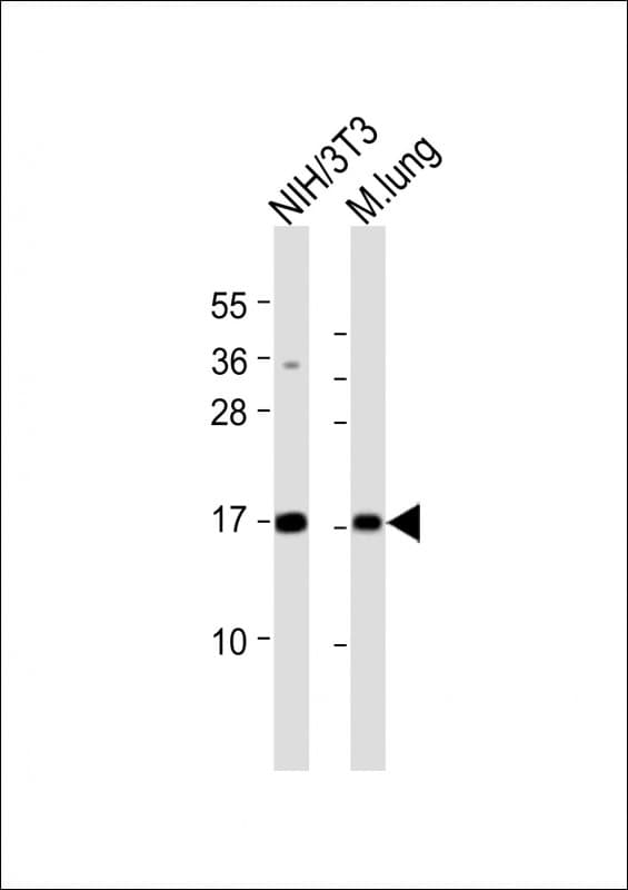 Polyclonal Rabbit anti-Mouse HIST1H3J Antibody (aa103-136, WB)