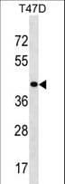 Polyclonal Rabbit anti-Human HOXD8 Antibody (aa243-270, IF, WB)