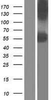 P3H4 / LEPREL4 Protein (Over-Expression Lysate Myc-DDK (Flag))
