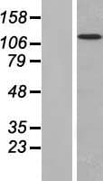 MAN2B2 Protein (Over-Expression Lysate Myc-DDK (Flag))