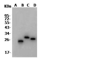 His Tag Antibody (Preservative Free)