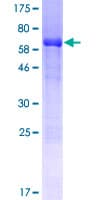 Human THG-1 / TSC22D4 Protein (Recombinant GST)