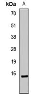 Polyclonal Rabbit anti-Human HIST3H3 Antibody (IF, WB)