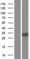 MRTO4 Protein (Over-Expression Lysate Myc-DDK (Flag))