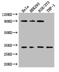 CAPZA1 / CAPZ Alpha 1 Antibody