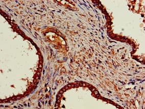 NR5A2 / LRH-1 Antibody