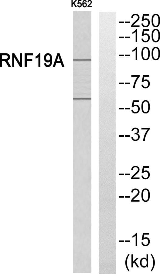 RNF19A / DORFIN Antibody