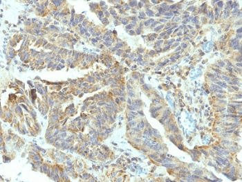Monoclonal Mouse anti-Human ALPL / Alkaline Phosphatase Antibody (clone V17.1, Azide-free,BSA-free, IHC, IF)