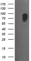 MAPK7 / ERK5 Antibody (clone OTI1G1)