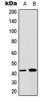 GJA1 / CX43 / Connexin 43 Antibody (Internal)