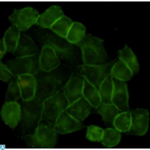 EGFR Antibody