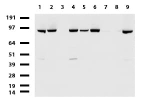 Monoclonal Mouse anti-Human ERCC4 / XPF Antibody (clone UMAB20, IHC, IF, WB)
